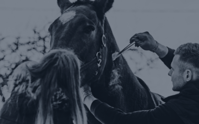 Chronique n°2 : La responsabilité du vétérinaire équin