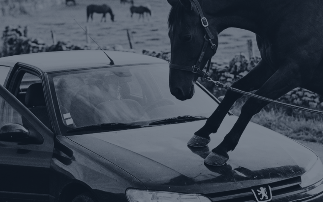 Chronique n°4 : La responsabilité du propriétaire d’un cheval qui cause un dommage