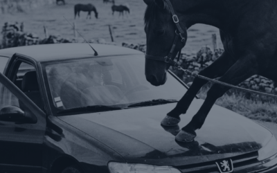Chronique n°4 : La responsabilité du propriétaire d’un cheval qui cause un dommage